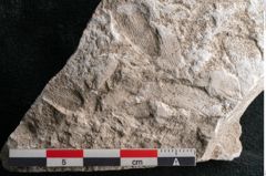 Foto (Detailansicht) von Dictyopteris brongniarti Gutb. (NHMW-GEO-2024-0188-10770)